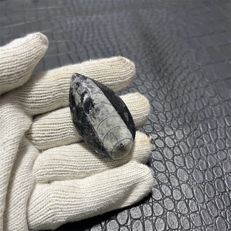 

Натуральный трилобит RongDe Jewelry