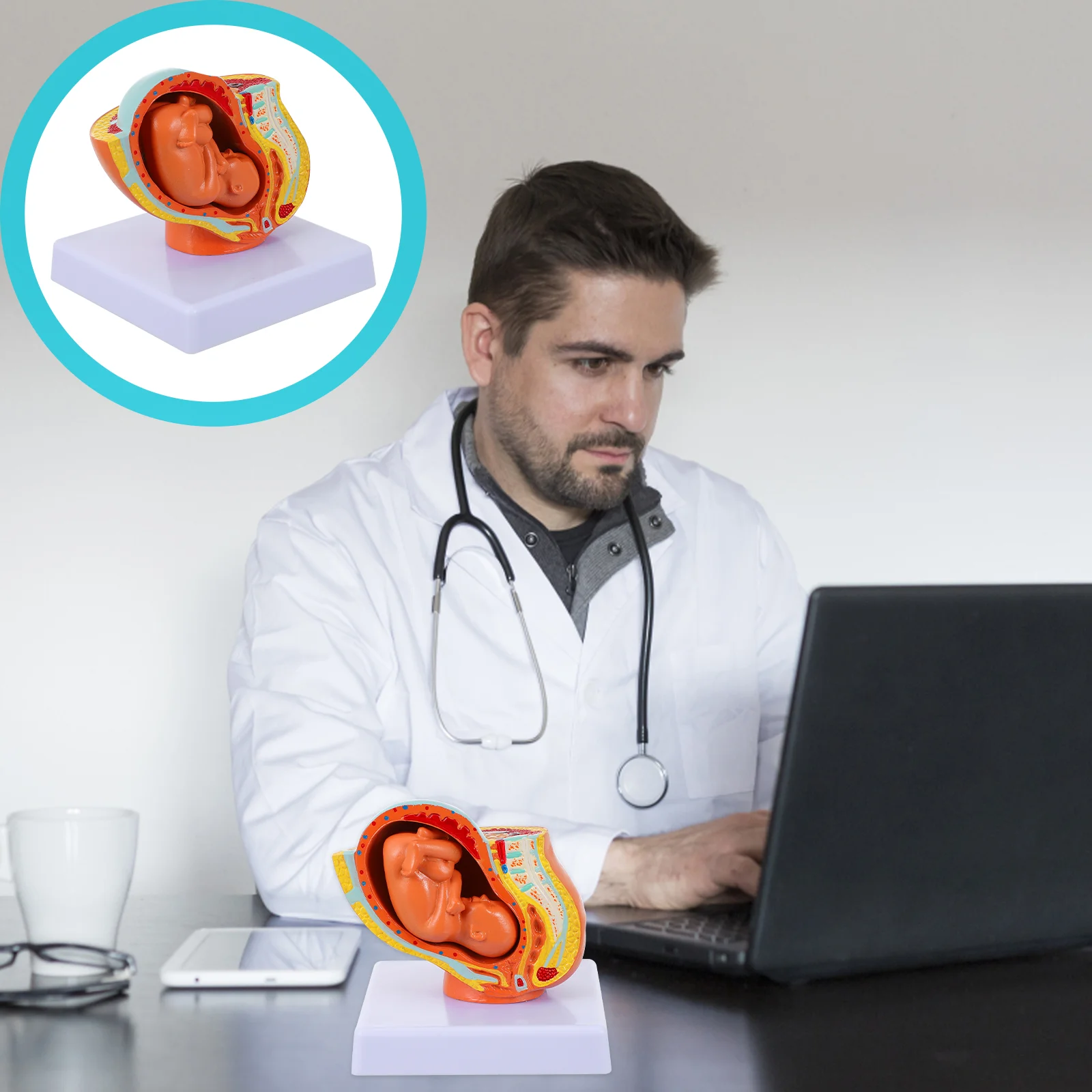 Модель эмбриона матки обучающие модели дисплей девятимесяц ПВХ обучающий плод