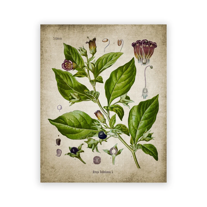 

Винтажный ботанический плакат, флуоресцентный