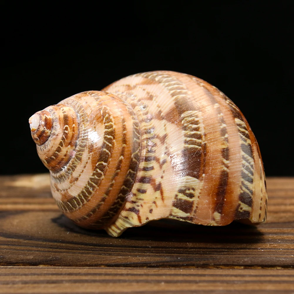 

4-6cm Natural Ancient Snail Conch Cat's Eyes Turban Shell Hermit Crab Seashell Specimen Collectible Fish Tank Aquarium Landscape