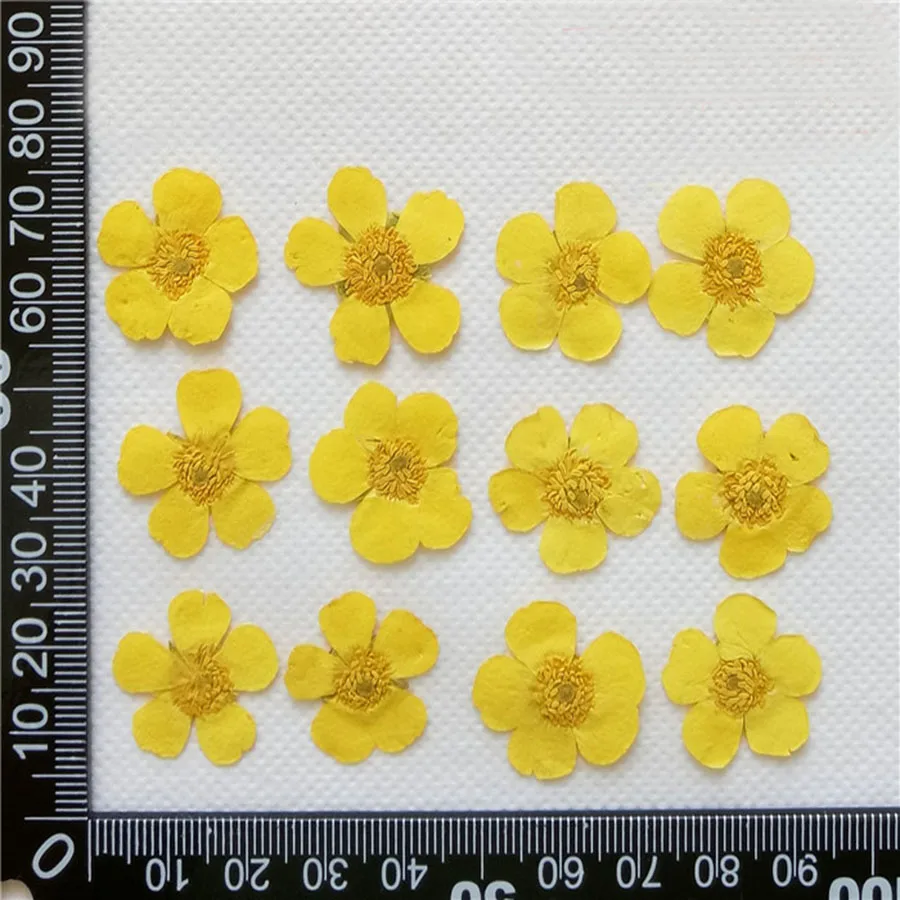 

500pcs Pressed Dried Yellow Ranunculus Japonicus Thunb Flower Plants Herbarium For Jewelry Phone Case Bookmark Postcard Craft