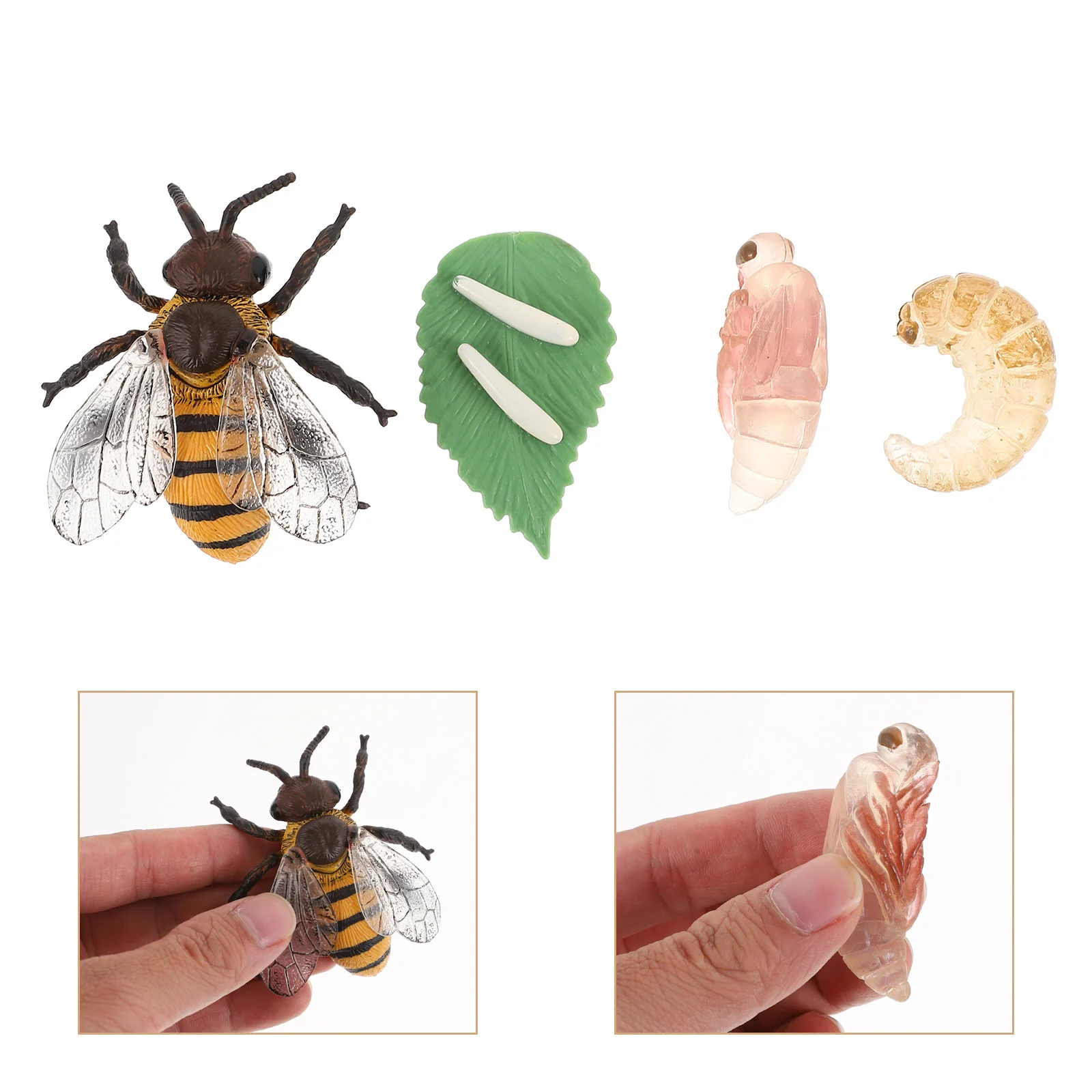 

Cycle Life Toys Growth Figurines Toy Animal Insect Model Bug Set Figurine Honey Kit Kids Models Biological Educational Chicken A