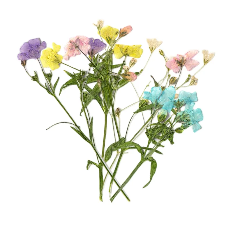 

Real Pressed Dried Gypsophila Elegans Flower Dry Plants Necklace Making Craft DIY Accessories Artificial Flower Decoration 12Pcs