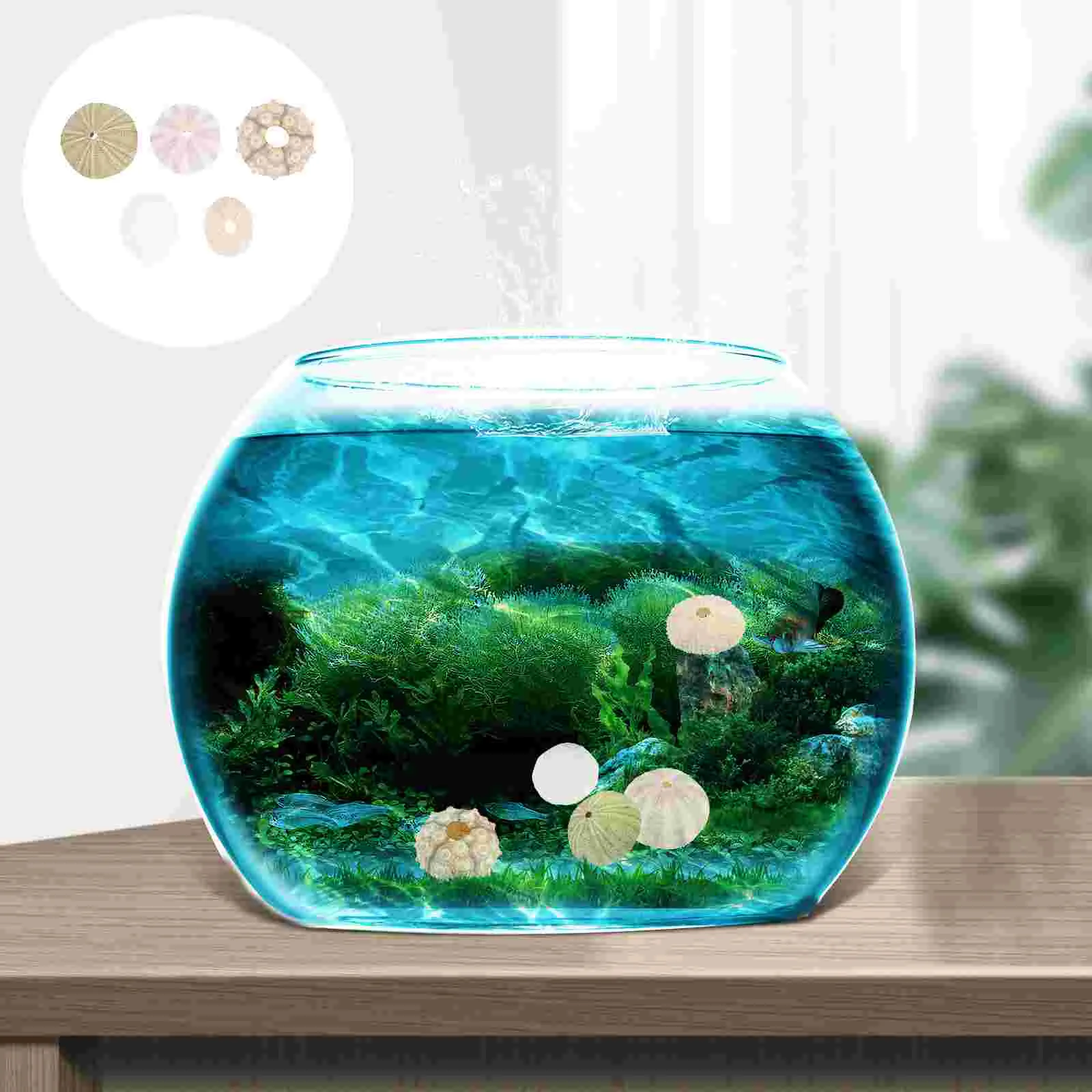 

Sea Airurchin Holder Shell Planter Pot Tillandsia Seashell Succulent Nautical Decor Natural Flower Vasebeach Urchins Decors