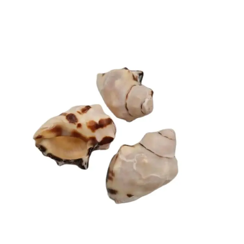 

muszla Hall crab replacement shell Natural Conch Shells Specimen DIY Aquarium Landscape Seashells Crafts Nautical Home Decor