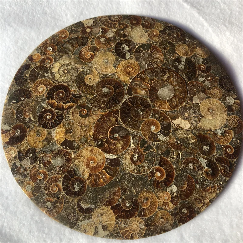 350g High Quality Madagascar Natural Ammonite Conch Slices For Home Decoration
350g High Quality Madagascar Natural Ammonite Conch Slices For Home Decoration