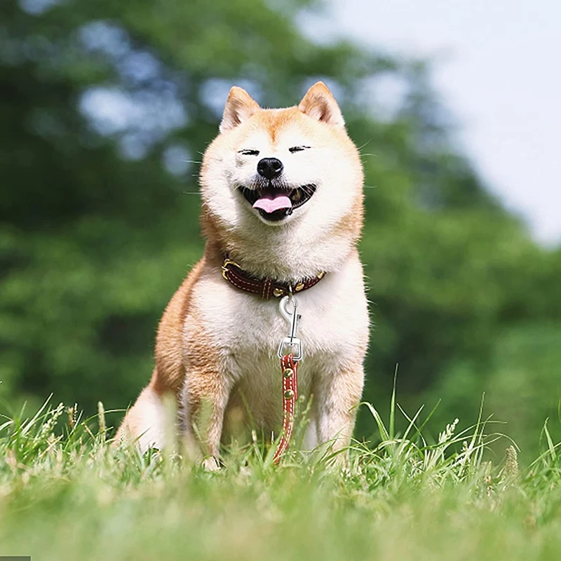20 шт. карабины для соединения поводок собак прочная поворотная застежка пряжка с