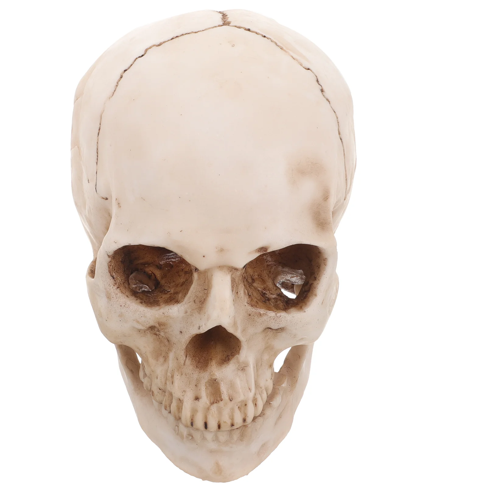 

Simulation Resin Lifesize 1:1 Human Model Medical Anatomical Tracing Teaching Halloween Decoration Statue