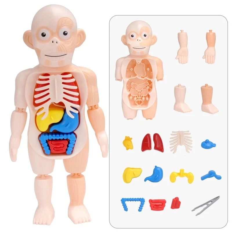 

Детский 3D пазл Монтессори, модель анатомии человеческого тела, обучающий орган «сделай сам», сборная игрушка, обучающий инструмент для тела...