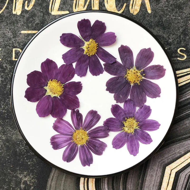 

100pcs Dried Pressed Dark Purple Cosmos Bipinnata Cav. Flower For Postcard Photo Frame Jewelry Bookmark Craft DIY Accessories