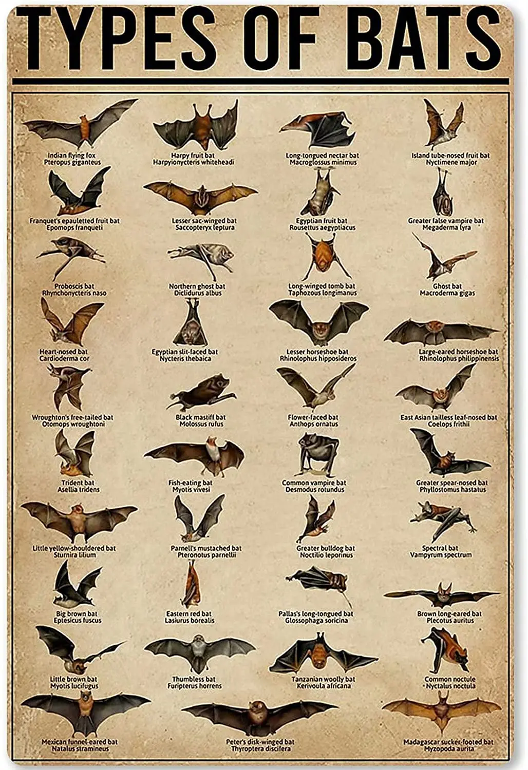 

Типы летучих мышей, металлический жестяной знак, животное, информационная графика, знания, плакат, школьное образование, настенное украшени...