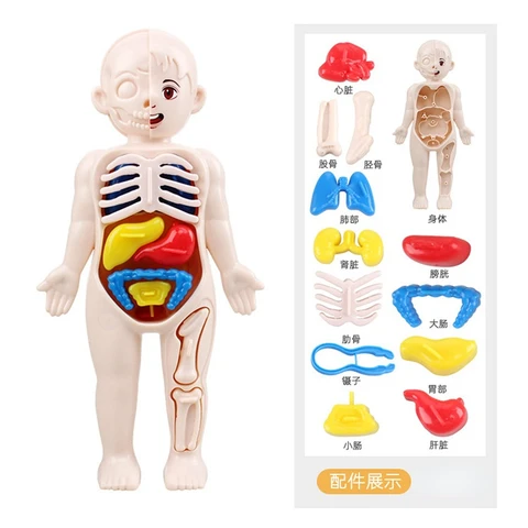 Набор из 13 предметов, Детская научная и образовательная 3D модель человеческого тела, сборные медицинские игрушки «сделай сам» для раннего развития