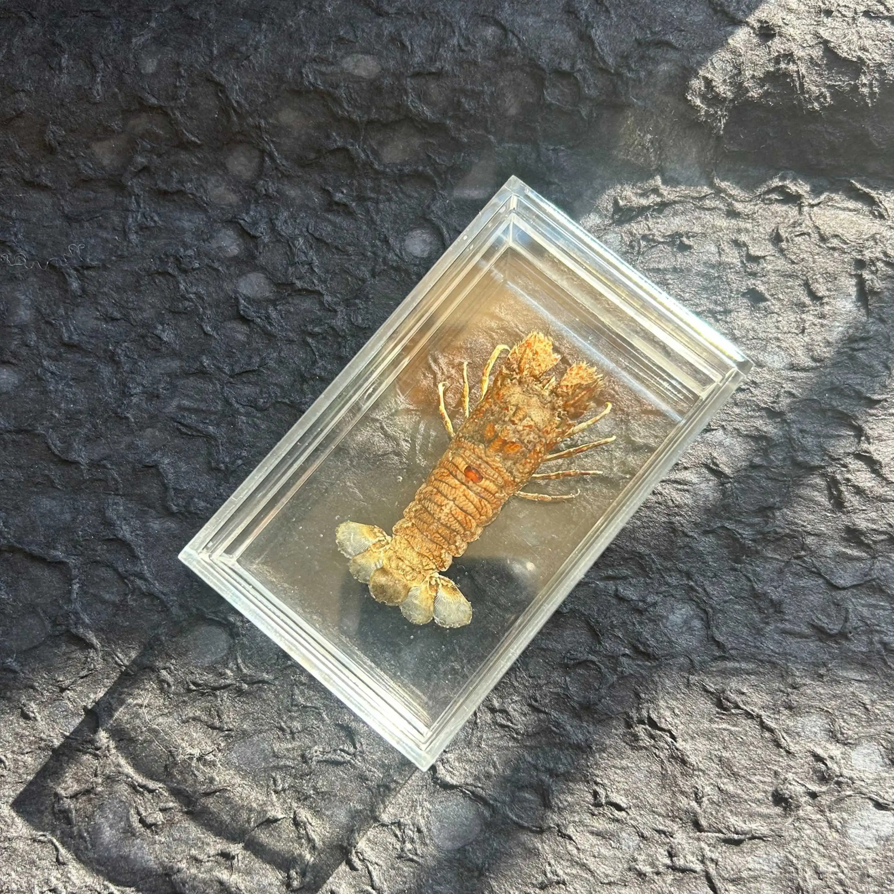 

Статуэтка креветок-скалиптов