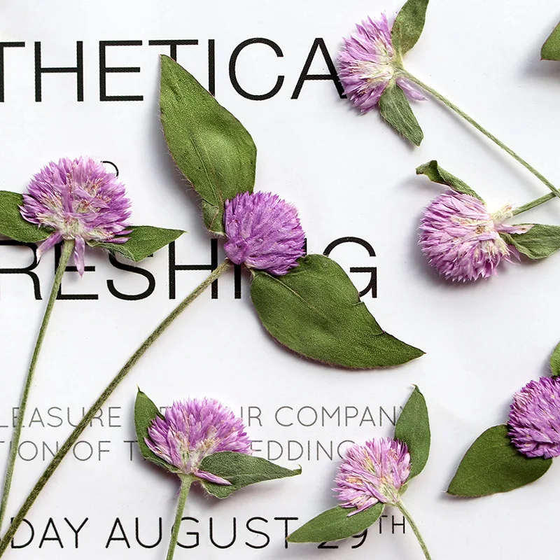 6-15 см/12 шт. натуральная прессованная Цветочная ветка гомфрены DIY тисненый клей