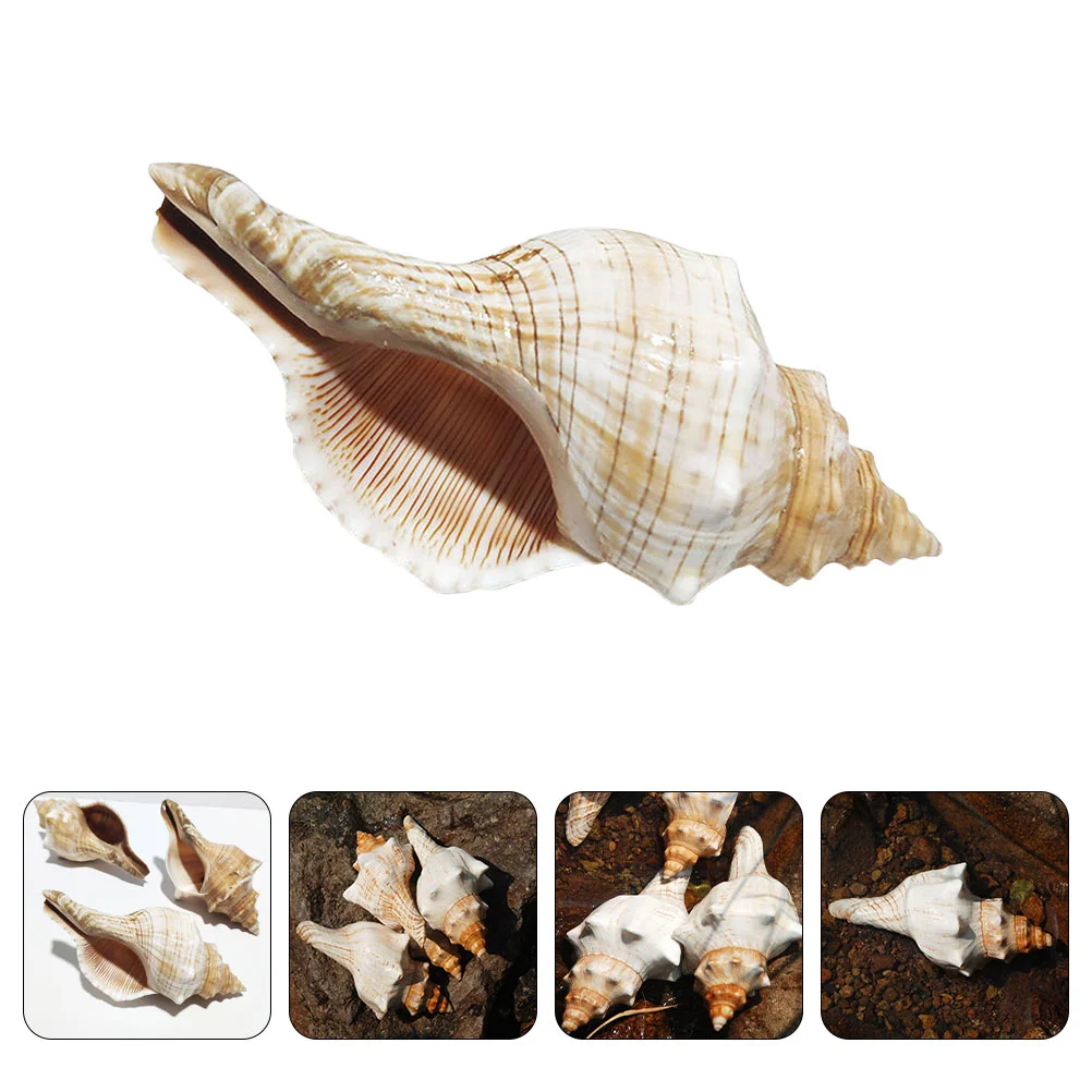 

Shell Conch Decoration Fish Tank Seashells Shells Sea Aquarium Decor Wedding Oceanlarge Ornament Seashell Natural Crafts Jumbo