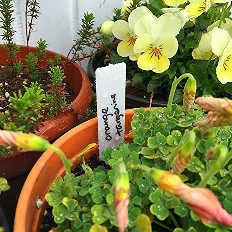 100 Pcs  DIY Garden Decoration Tools Planter Landing Labels Garden Waterproof Plant Plastic Labels Nursery Nursery Tray Markers