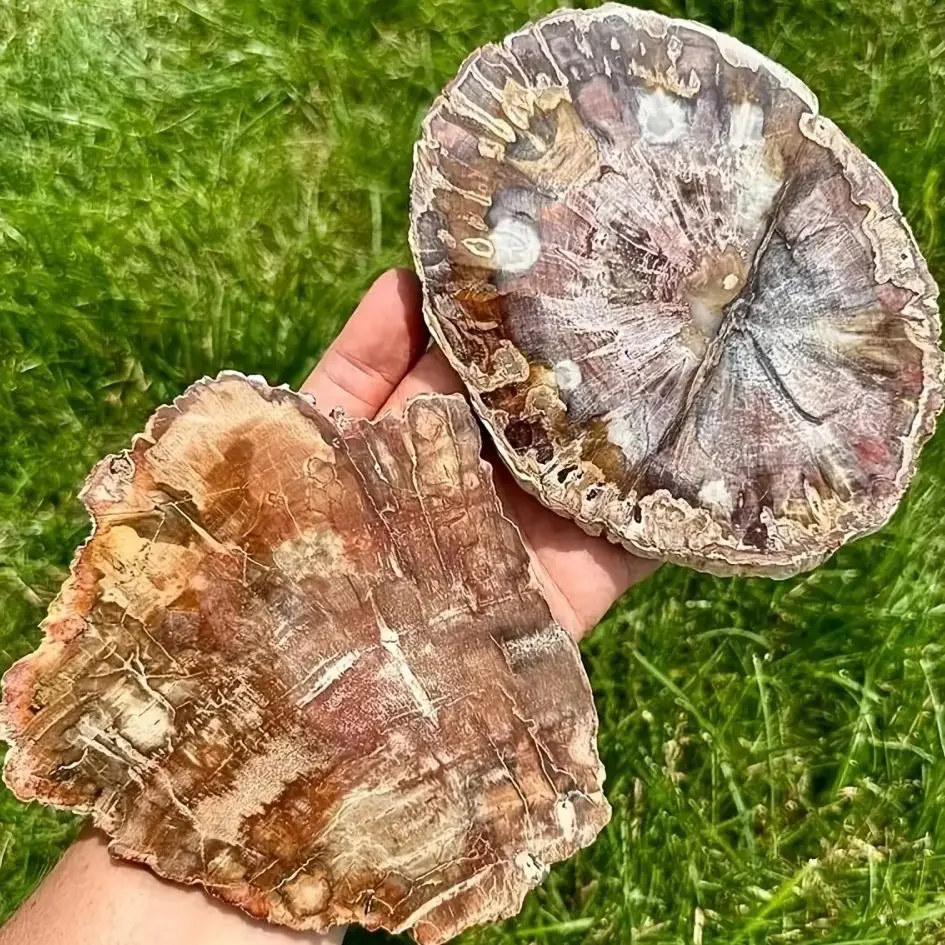 

Полированный кусочек древесины с кристаллом