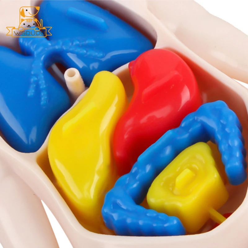 Человеческие органы тело вискус стебель обучающая игрушка головоломка Веселая