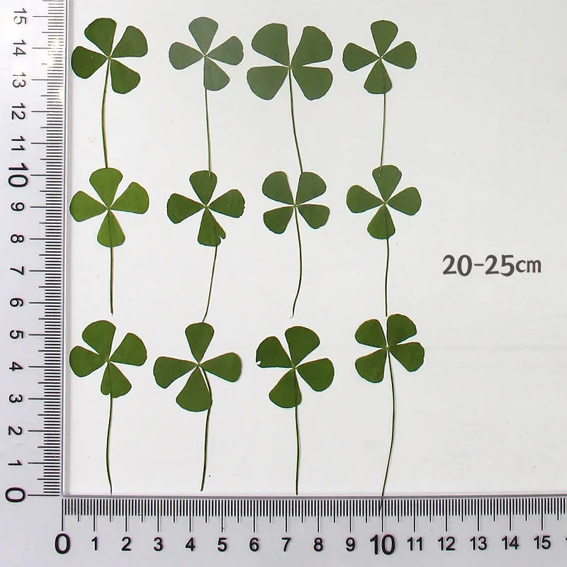 Сухие цветы клевера 12 шт., NYAConfetti