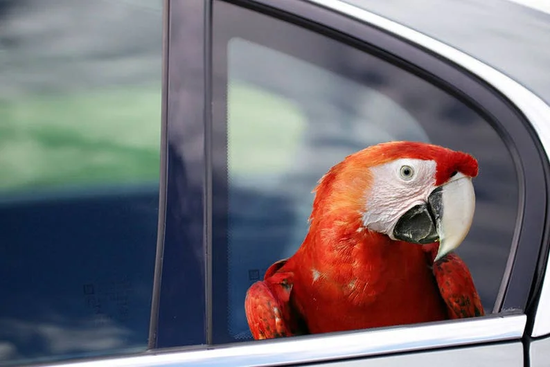 

Window Sticker, Red macaw parrot sticker, parrot car sticker, 3d car decal, bird decal