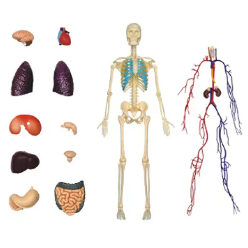 Модель-головоломка внутренних органов, сосудов и нервов человеческого тела "4D" масштаб 1:6, прозрачная, 60 деталей.