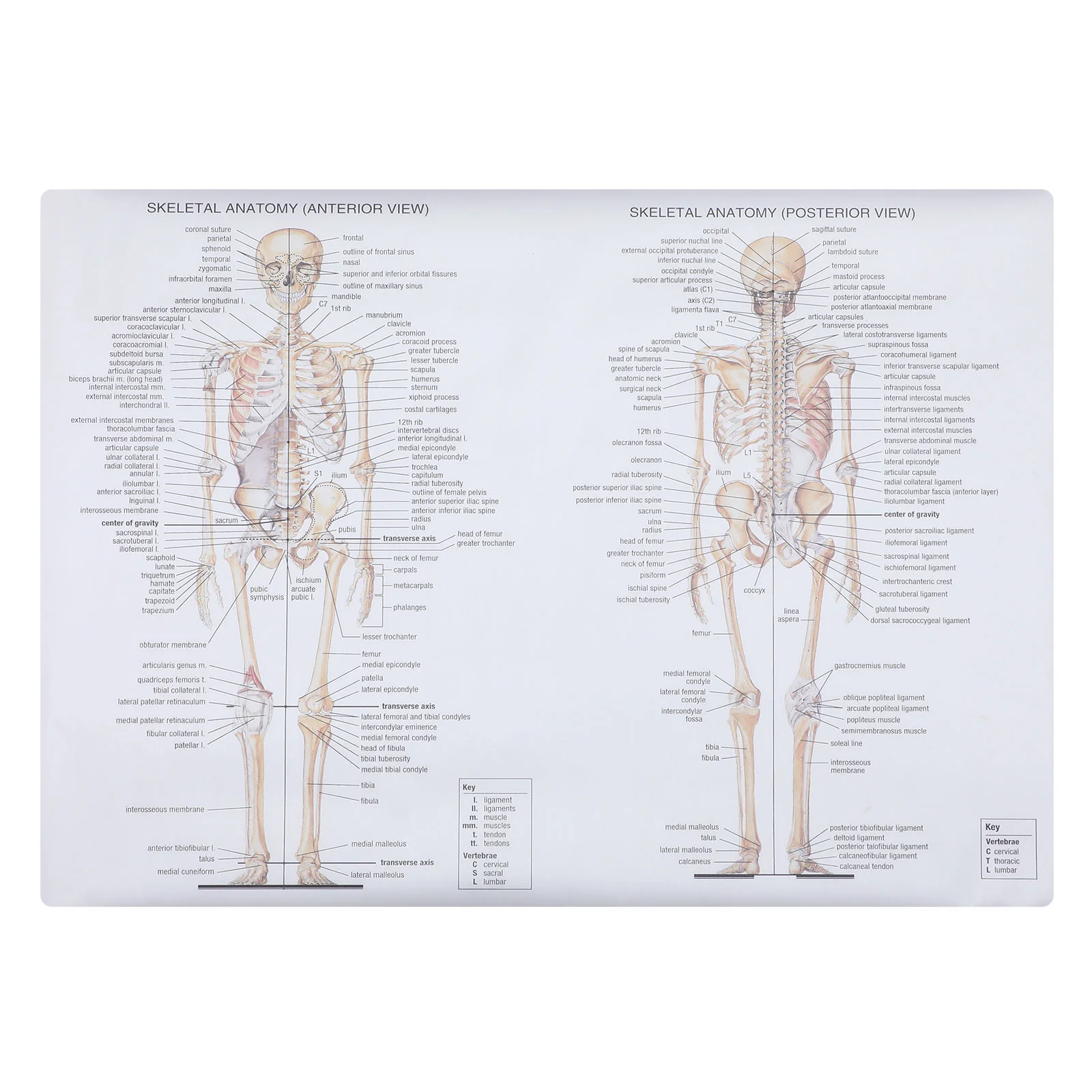 

Анатомический плакат для обучения мышечной скелетной системе, ламинированная Анатомия человеческих мышц, двусторонняя (20x28 дюймов)