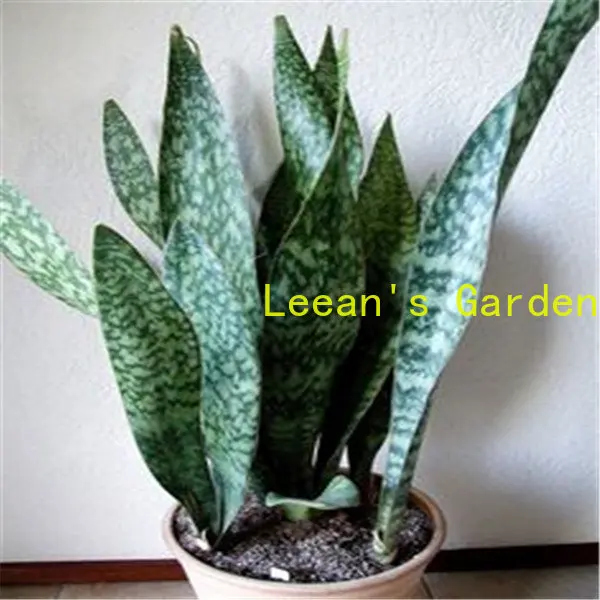 

100 шт. Sansevieria Цветочные растения, семена для домашнего ароматического декора, цветы, семена полупианита