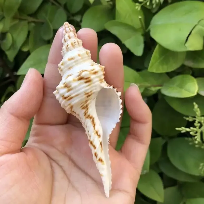 5 шт. образец раковины натуральная раковина аквариум украшения для дома сменная