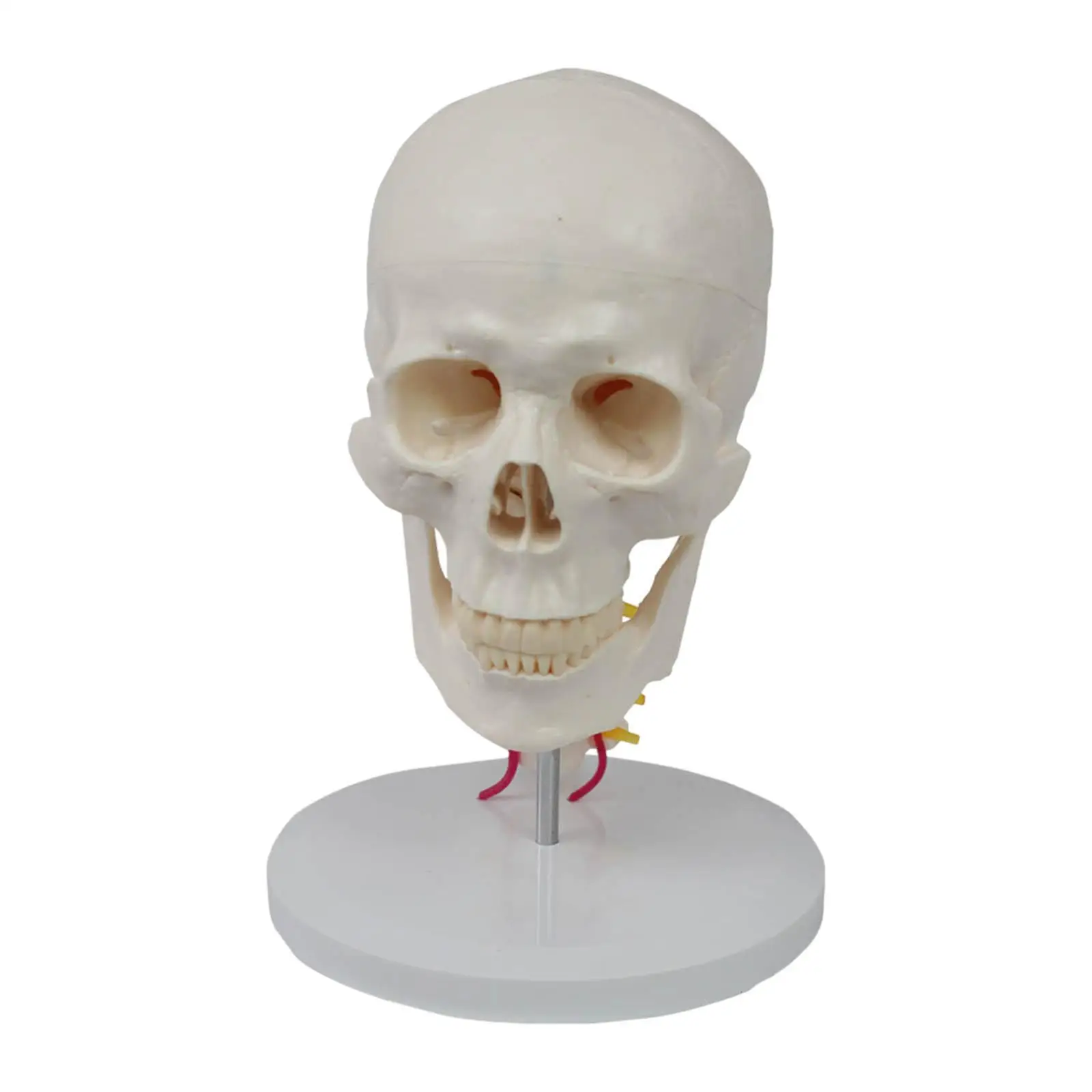 

Life Size Human Head Cervical Vertebra Model 1:1 Details Anatomical Model for Study Material Display Classroom Supplies Science