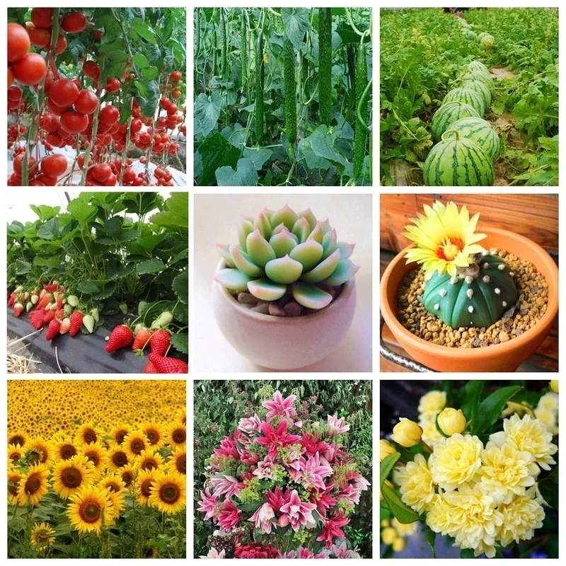Ferrous Sulfate Gardening Fertilizer Prevents Yellow Leaves Suitable for All Kinds of Plants To Increase Soil Acidity | Дом и сад