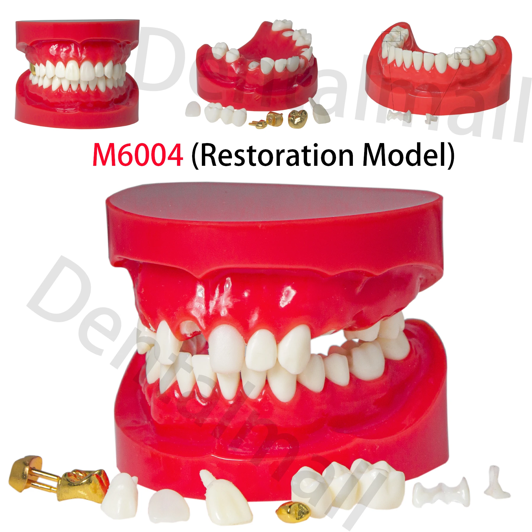 Модель зубов 6004 модель с демонстрацией обучения и