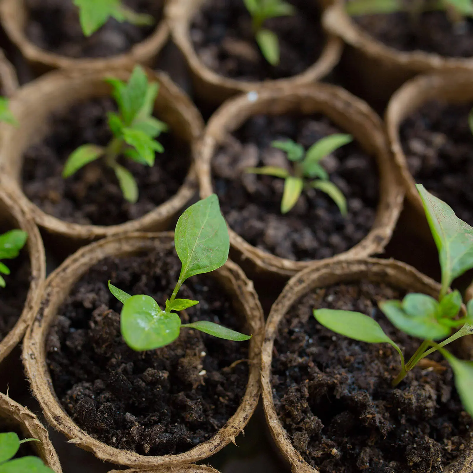 

Биоразлагаемые горшки для растений, пусковые принадлежности для семян с этикетками и инструментами для растений, Круглый торфяной горшок д...