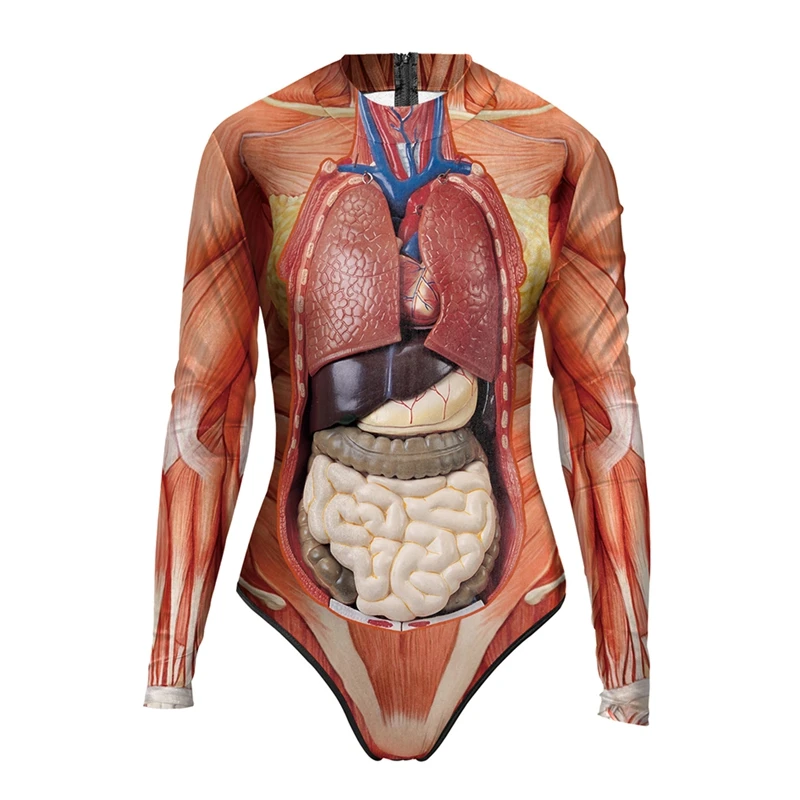 

Human Torso Body Model Anatomy Anatomical Medical Internal Organs For Teaching
