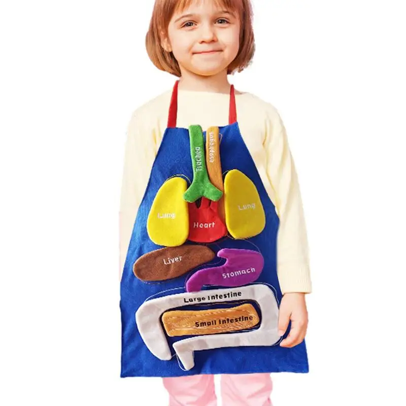 

Human Anatomy Apron Human Body Educational Organ Plush Toys Science Learning Kits For Kids For Home School Teaching Aids