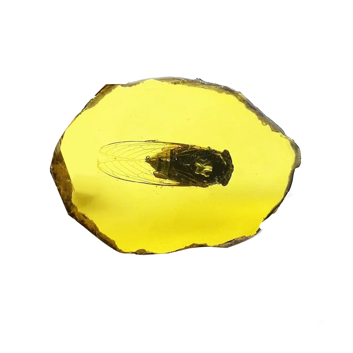 

Ископаемые образцы насекомых, семейная коллекция научного образования, Цикада