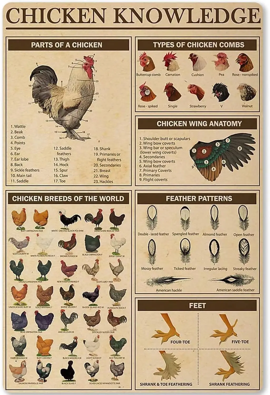 Chcken Knowledge Metl Tn Sgn Breeds of The World nfogrphcs Retro Poster Plque for Club Cfe Br Home Ktchen Wll Decorton 12