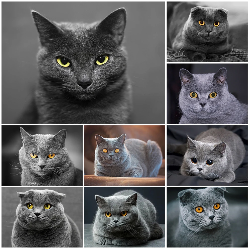 

DIY 5D Diamond Painting Cat Full Square&Round Diamond Embroidery Animal Flower Handicrafts Mosaic Art Picture Wall Decor