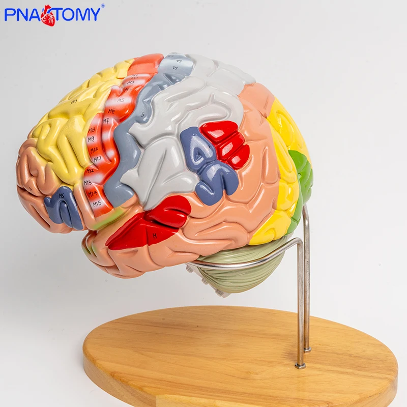 Мозговое мозговое основание 4 части разборная Анатомия мозга развивающие