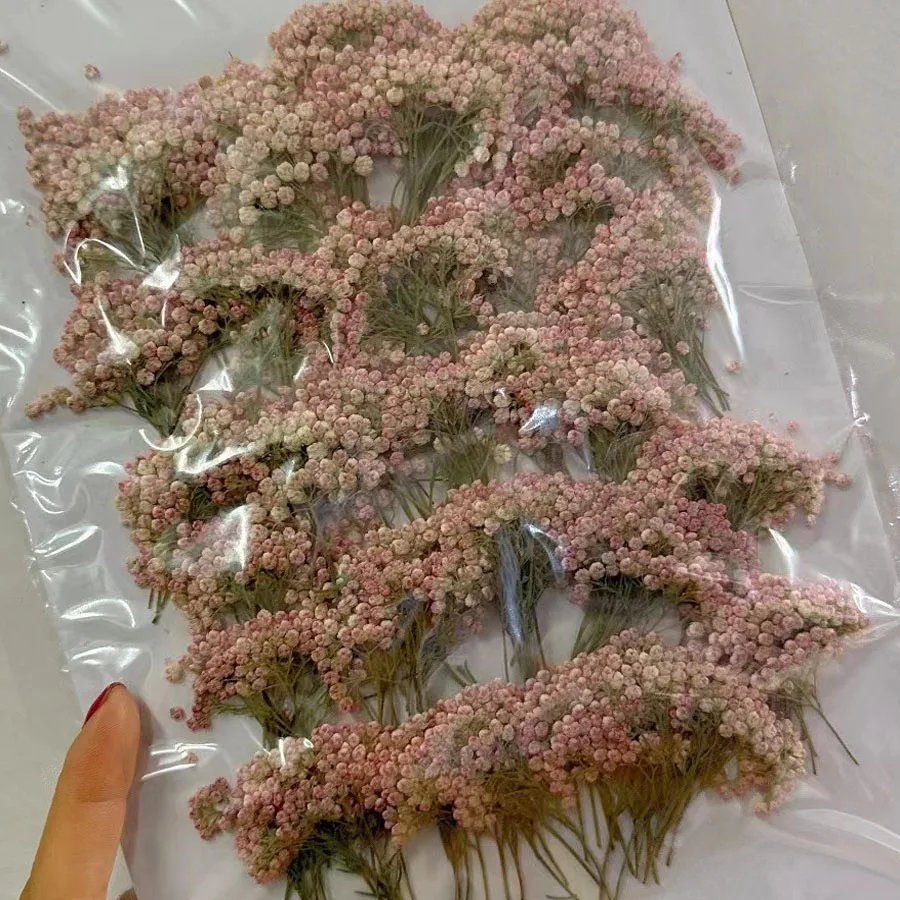 

60 шт. 4-8 см прессованные сушеные Ozothamnus Diosmifolius рисовый цветок растение гербарий для ювелирных изделий открытка закладка чехол для телефона DIY