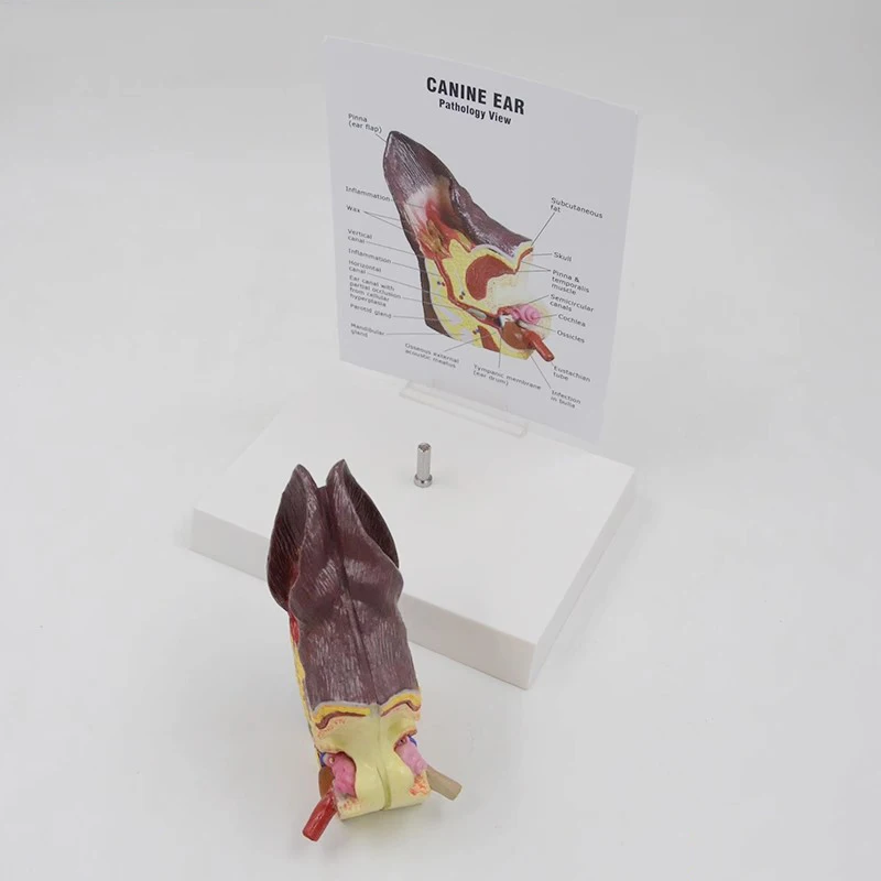 Модель анатомического животного для собак и ушей ветеринарные медицинские