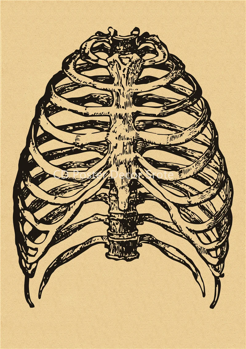 

Анатомия человека, постер, крафт-бумага