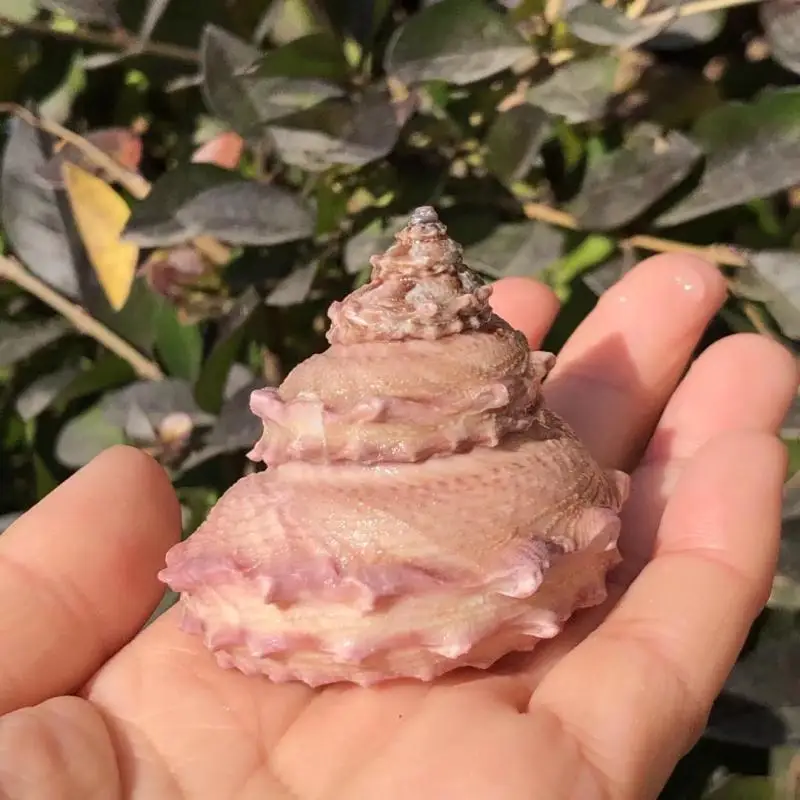 1 шт. сменный рулон раковина для рыбы |