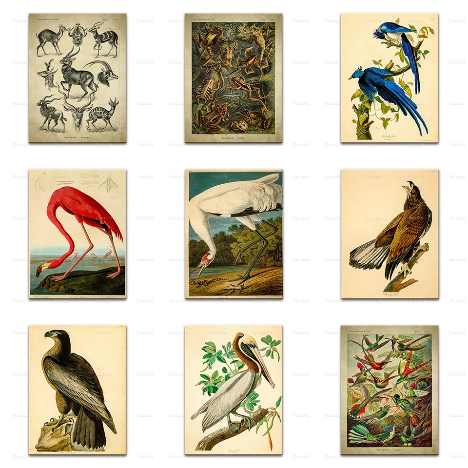

Biology Ancient Prints Wall Art Painting Antelope,Bat,Frog, Squid Poster Floral Vintage Art,Botanical Natural History Wall Decor
