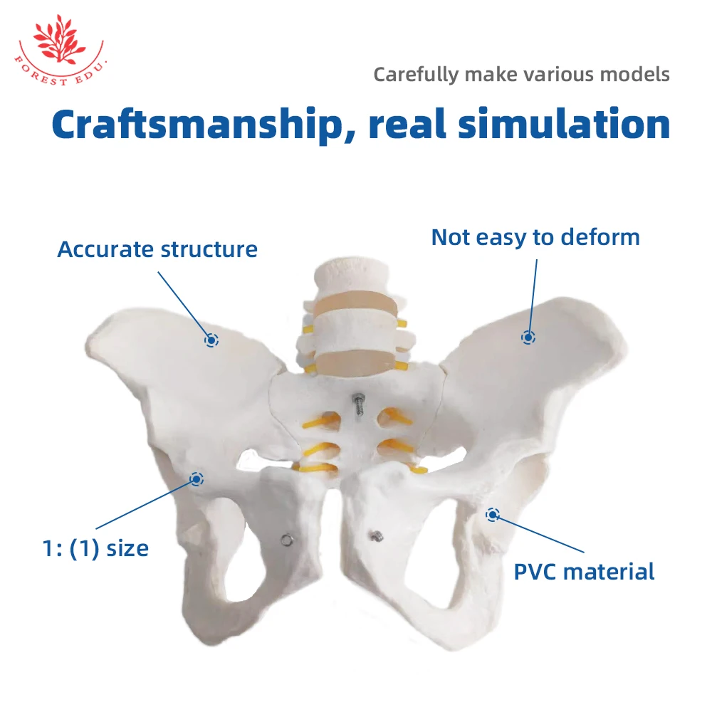 Тазовая модель из ПВХ в натуральную величину 2 Поясничный вертебер женский