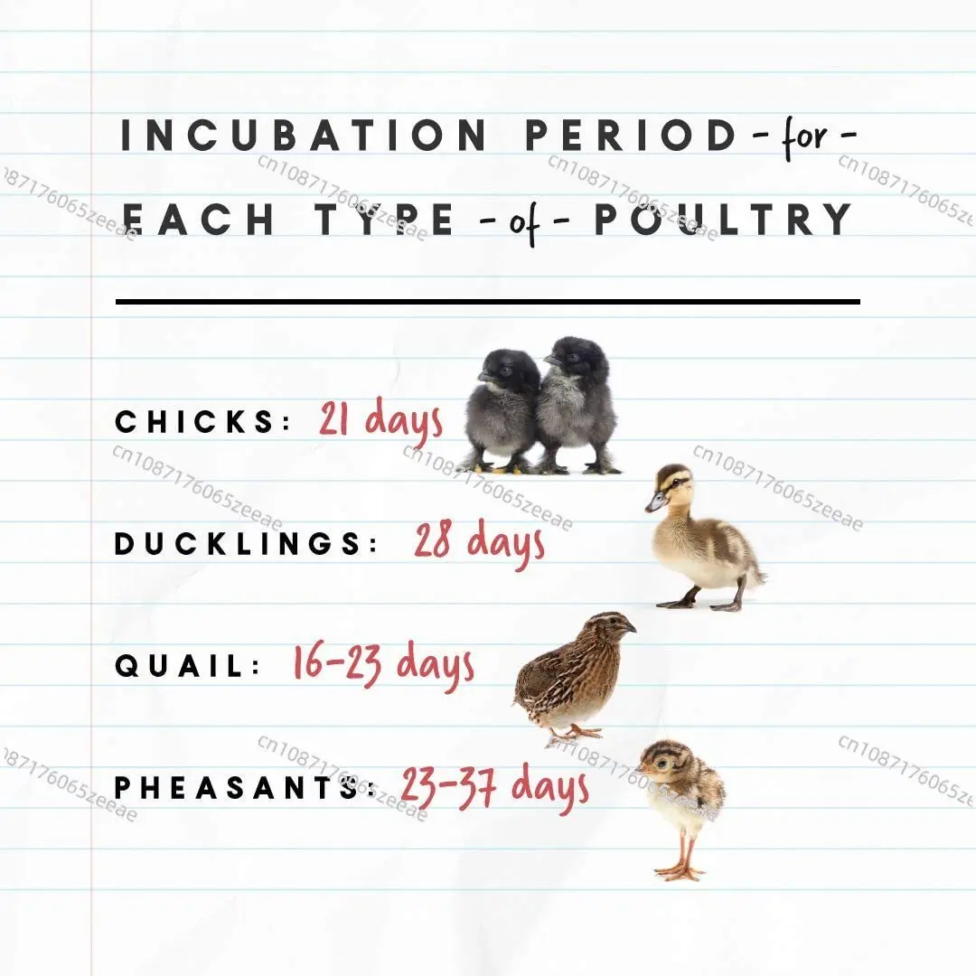 Инкубатор для яиц Manna Pro инкубатор цыплят вмещает 22 яйца