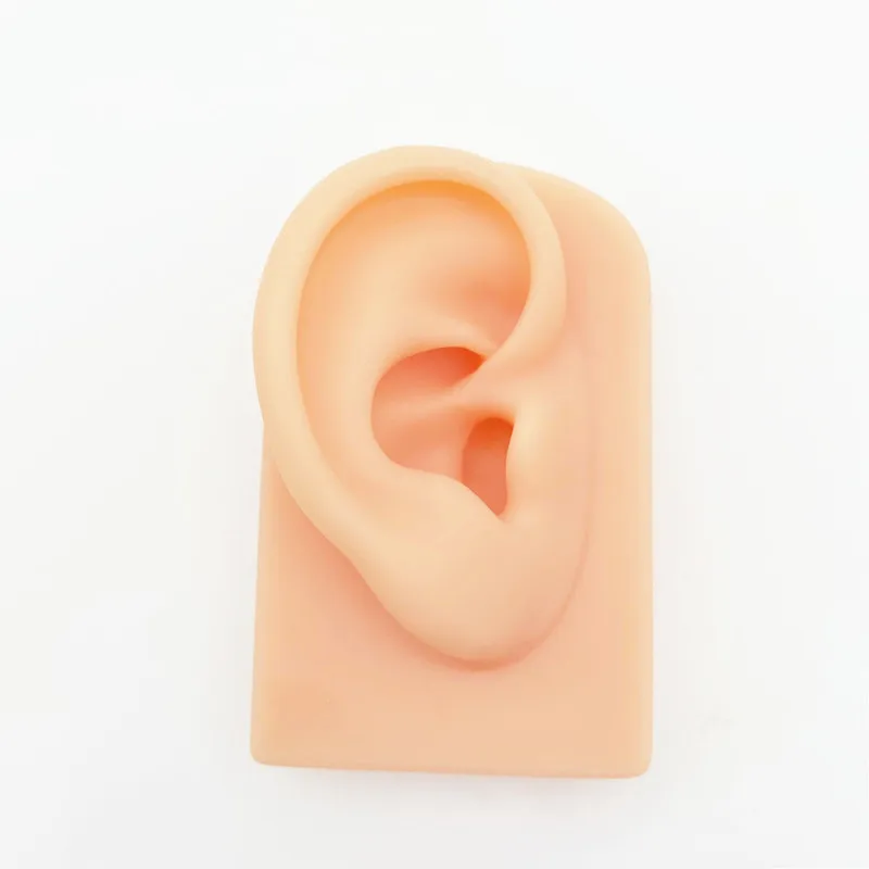 

Ear Model Kit for Acupuncture Study Silicone Ear Model Practice Piercing Jewelry Earring Ear Stud Display High quality