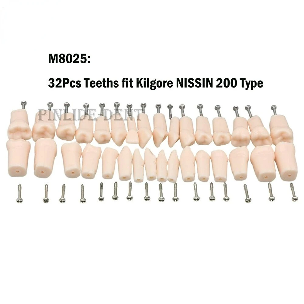 

US Kilgore NISSIN 200 Type 32 Pcs Replacement spare Teeth Dental Typodont Model cepillo interdental orthodontic limpieza dientes
