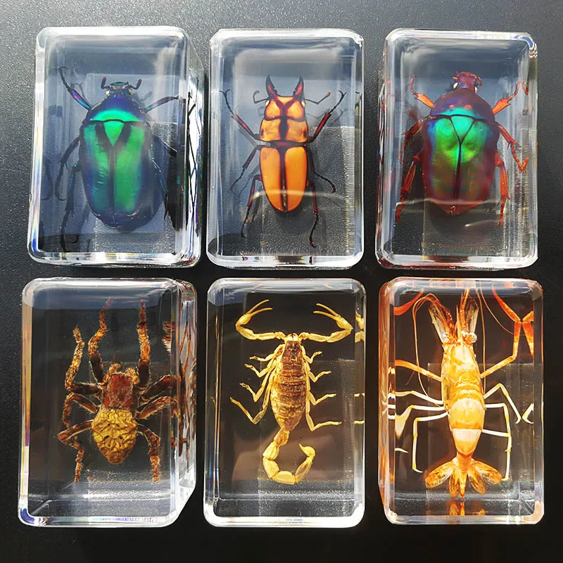 

Real insect specimen transparent resin creative small ornaments kindergarten teaching observation toy scorpion spider beetle