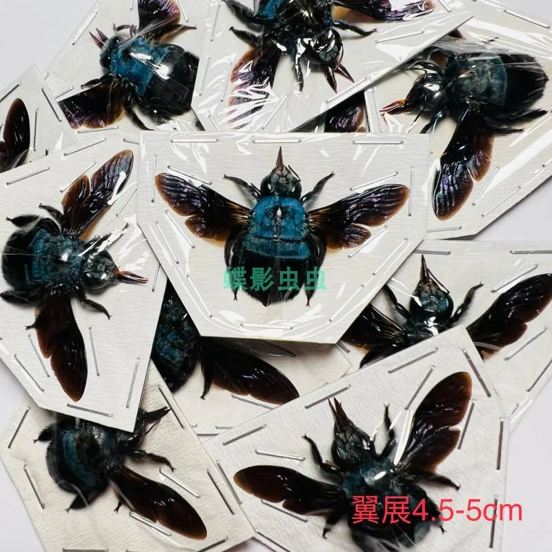 

locopa caerulea real insect specimen home decoration DIY handicraft hobby collection teaching research home decoration