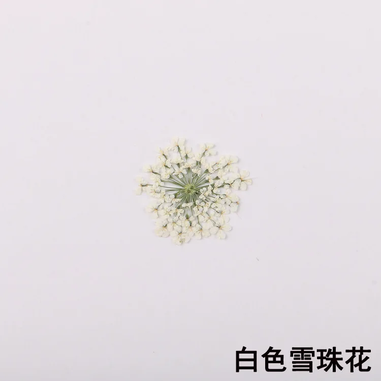 

Сушеные цветы Амми 100 шт.